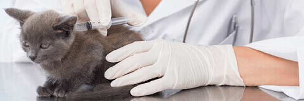 Fisioterapia para Pets