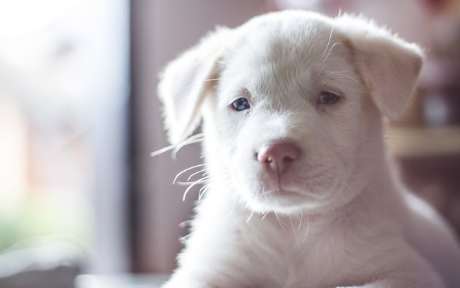 Os animais também podem ser albinos