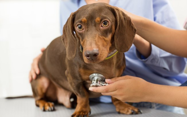 Sinais de que o cão precisa ser levado ao veterinário imediatamente